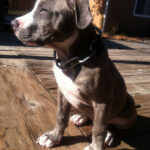 Blue_nose_pit_bull_puppy